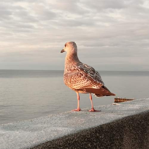 Photo #13694809