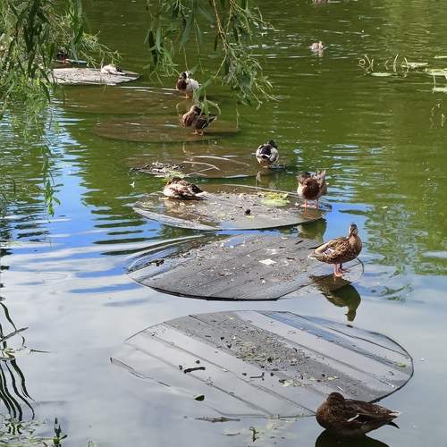 Photo #13694818