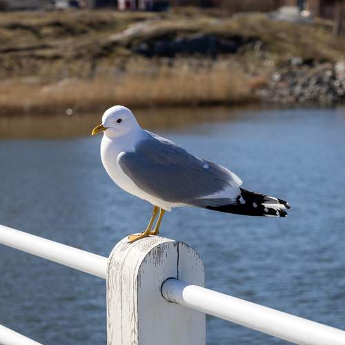 Photo #13694919
