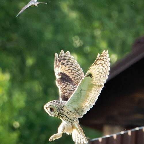 Photo #13694925