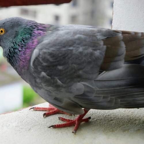 Photo #13694969