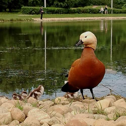 Photo #13695007