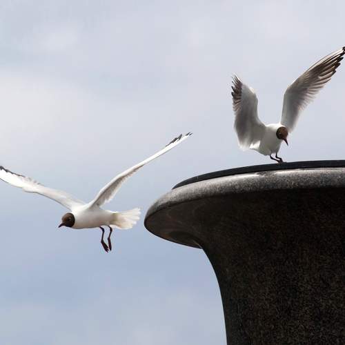 Photo #13695010