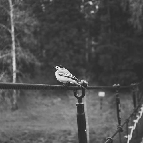 Photo #13695141