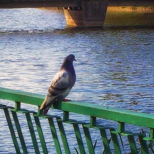 Photo #13695148