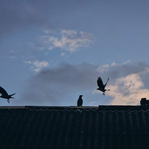 Photo #13695220