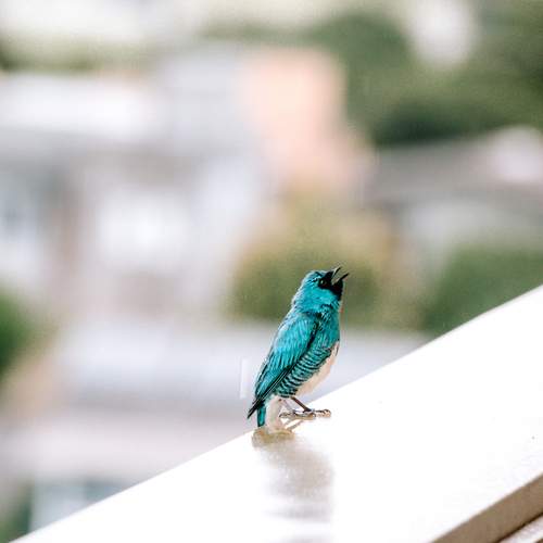 Photo #13695240