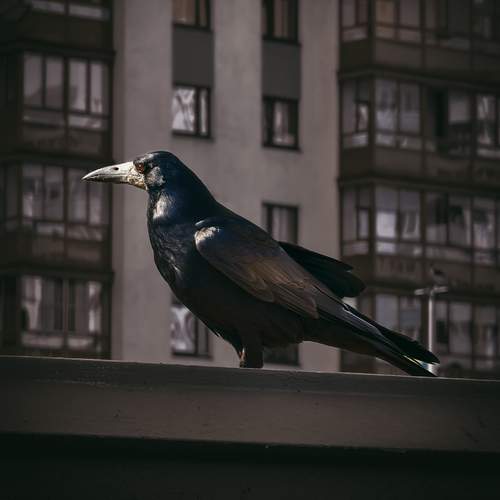 Photo #13695287