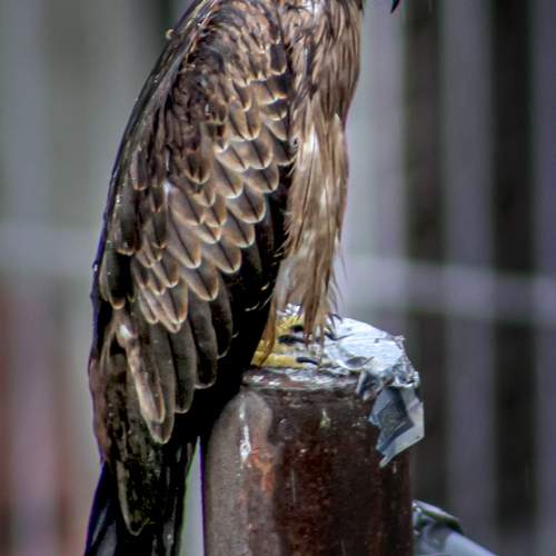 Urban Sentinel: Black Kite in the Rain