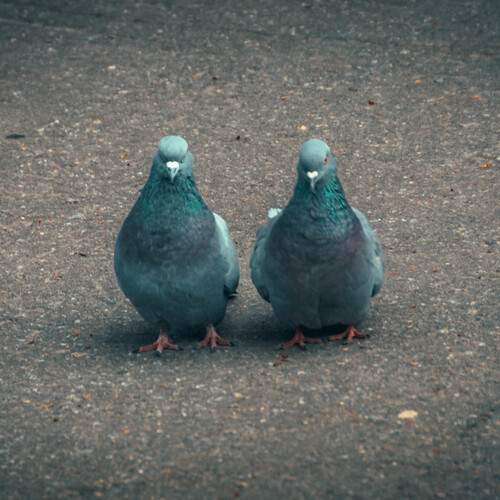 Photo #13695336