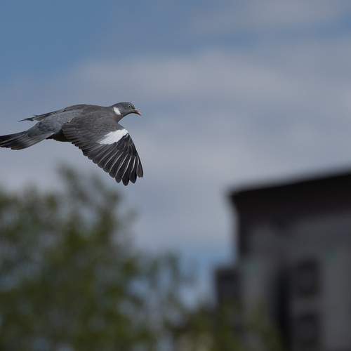 Photo #13695370
