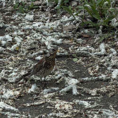 Photo #13695412