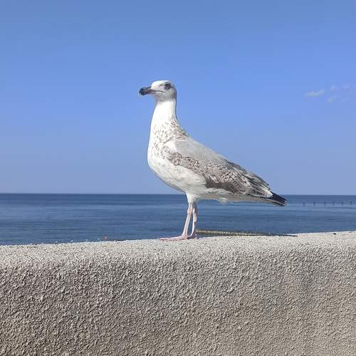 Photo #13695414