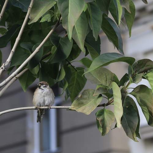 Photo #13695449