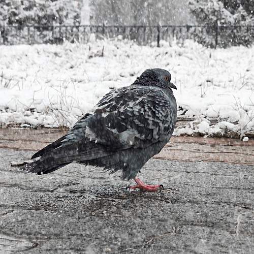 Photo #13695453