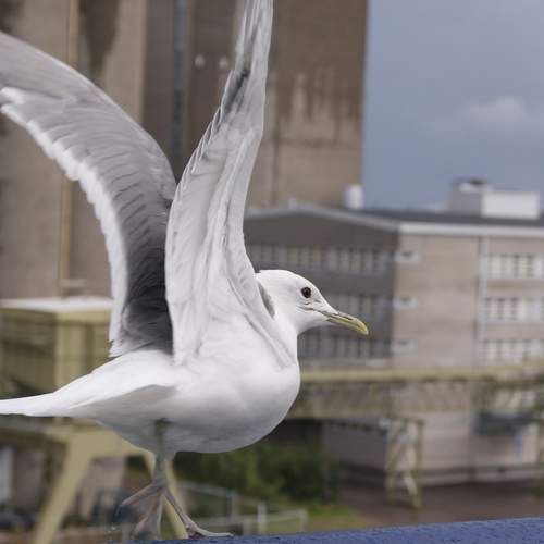 Photo #13695461