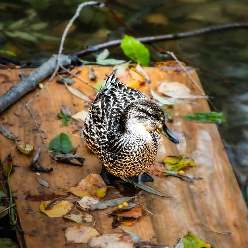 Photo #13695462
