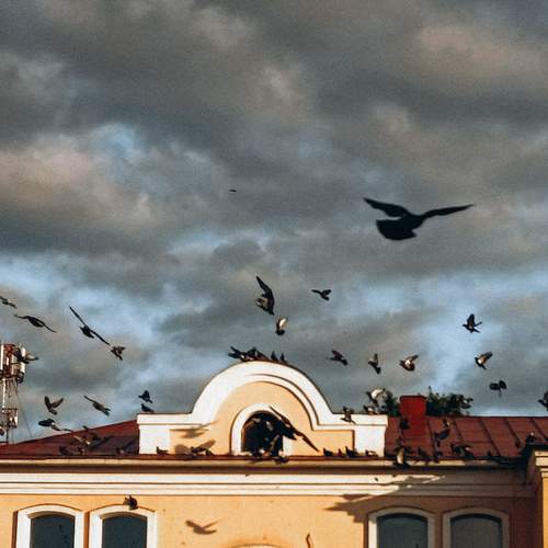 Photo #13695465