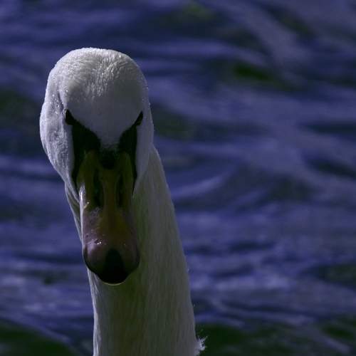 Photo #13695498