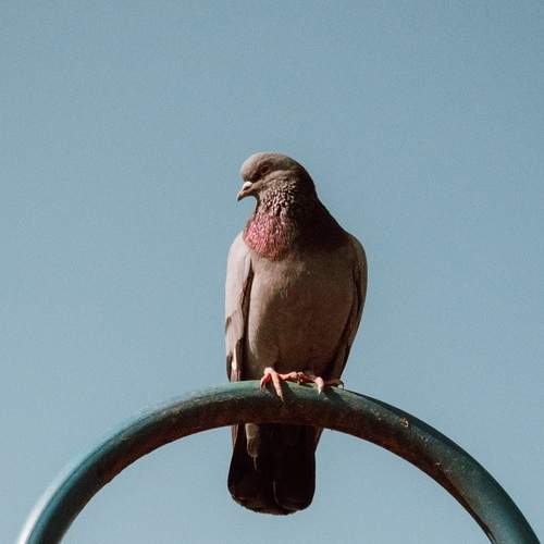 Photo #13695577