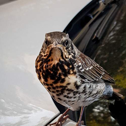 Photo #13695613