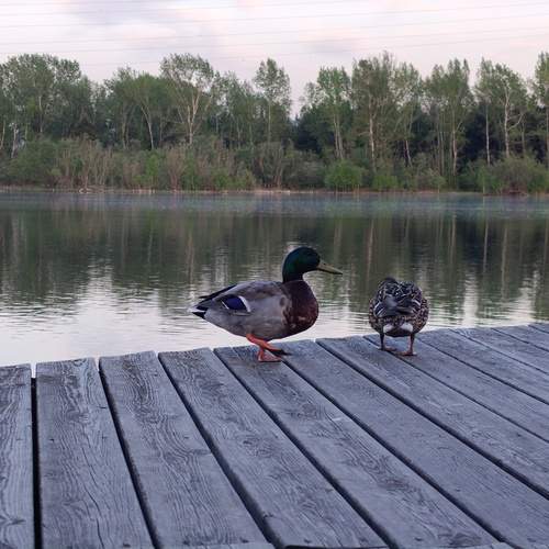 Photo #13695813
