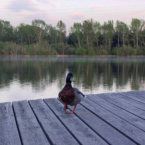Photo #13695815