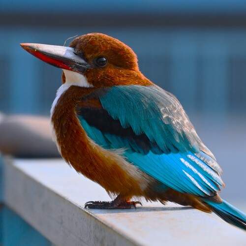 Photo #13695821