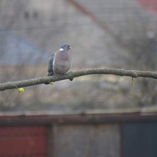 Photo #13695888