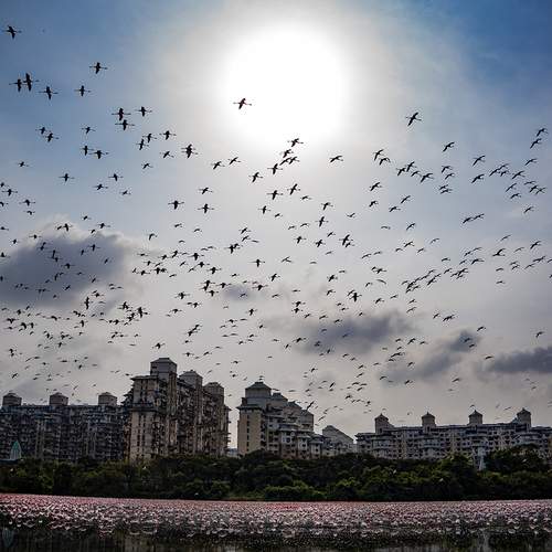 Where Wings Meet the Skyline
