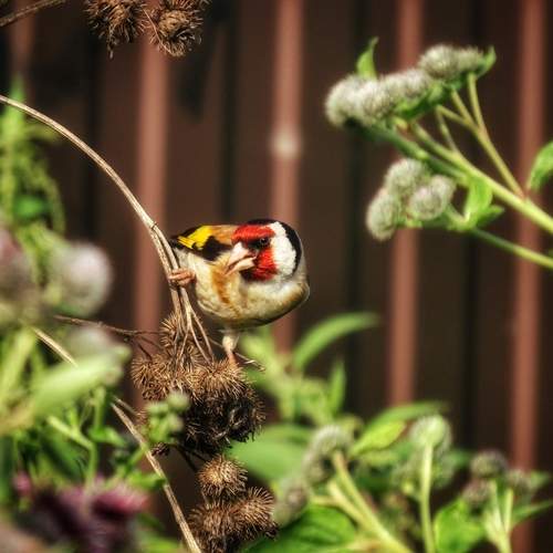 Photo #13695904