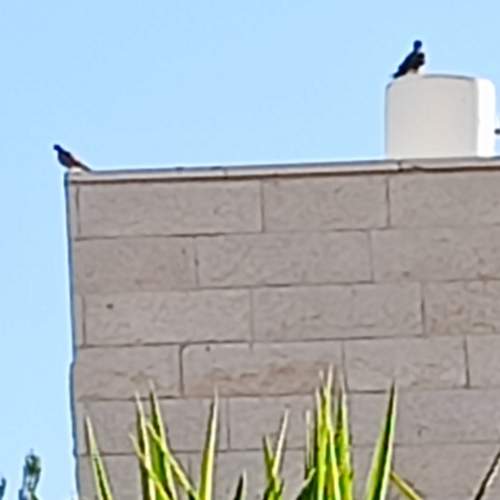 Photo #13695967