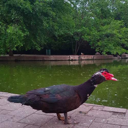 Photo #13695998