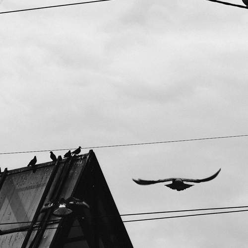 Photo #13696010