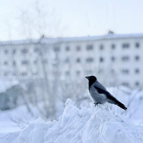 Photo #13696020