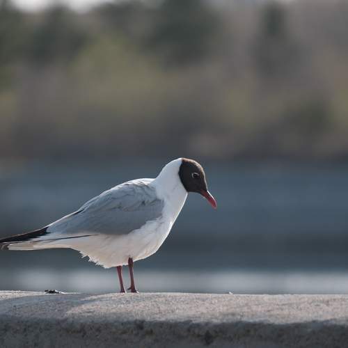 Photo #13696042