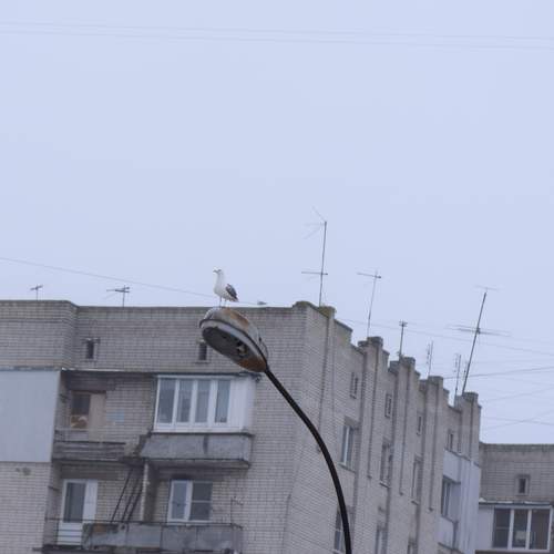 Photo #13696106