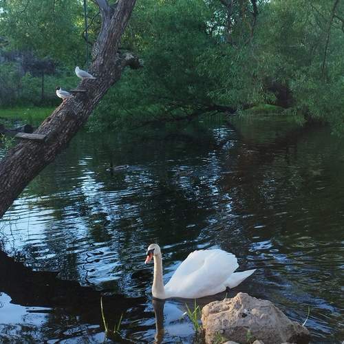 Photo #13696140