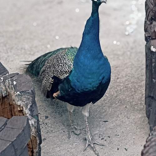 Photo #13696166