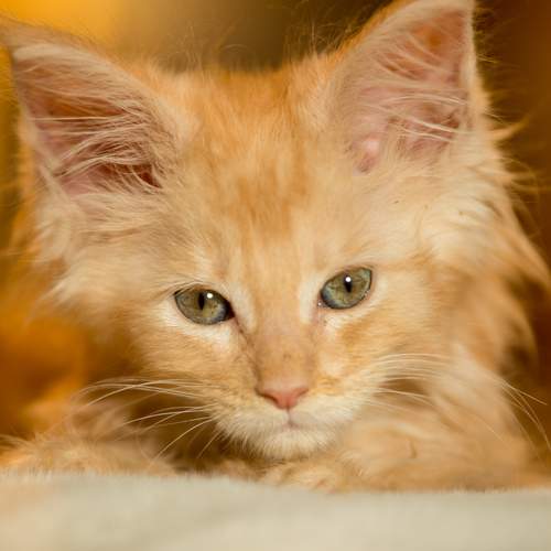 Photo #13696173
