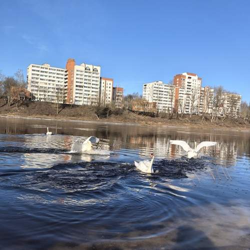 Photo #13696294