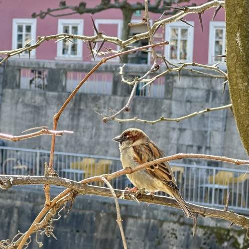 Photo #13696301
