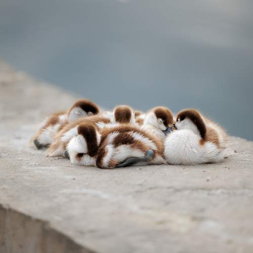 Photo #13696328