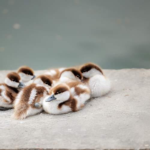 Photo #13696330