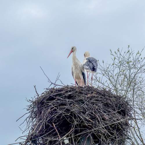 Photo #13696421