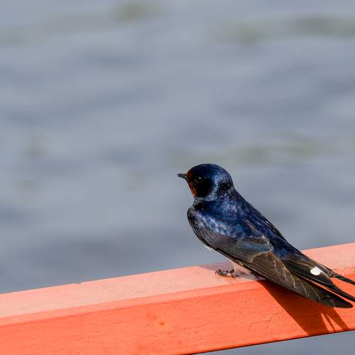 Photo #13696455