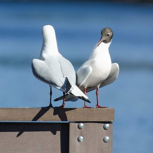 Photo #13696516