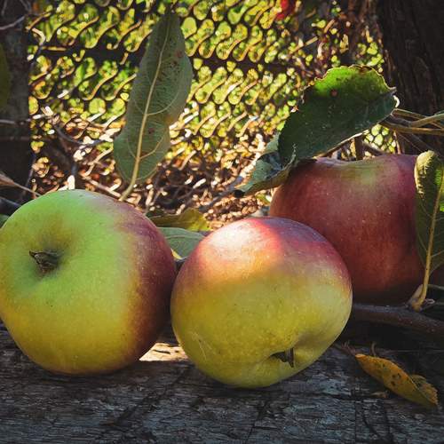Photo #13696537