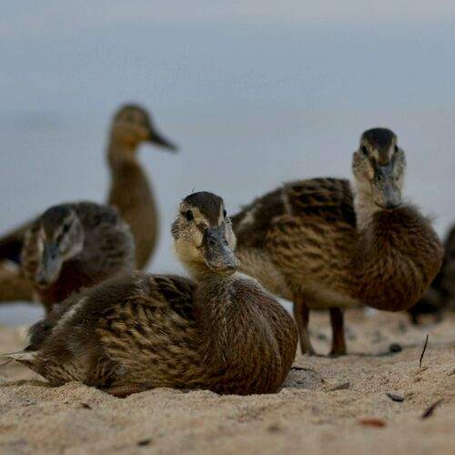 Photo #13696600