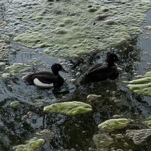 Photo #13696650